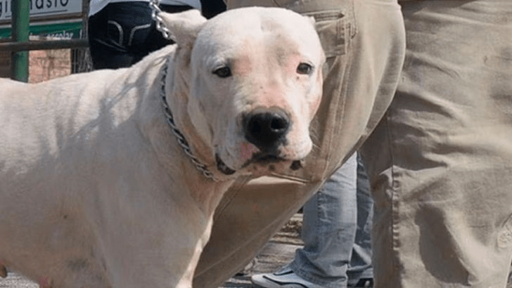 Secuestran Dogo que atacó a un hombre en Morteros