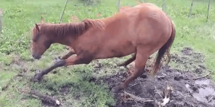 Alerta por un extraño cuadro neurológico que afecta a caballos en el norte: Senasa inició estudios y dispuso el bloqueo del movimiento de animales