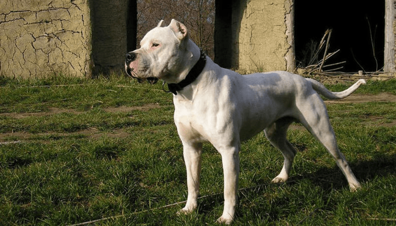Ceres: Dogo atacó una niña de 5 años