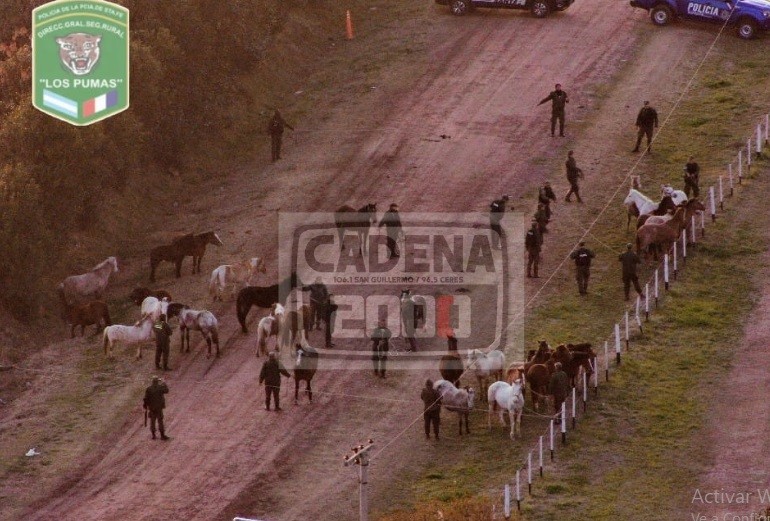 “Los Pumas” de Frontera procedieron al hallazgo de 31  animales equinos. –